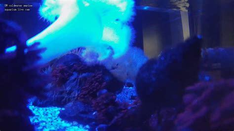 aquarium webcam live stream